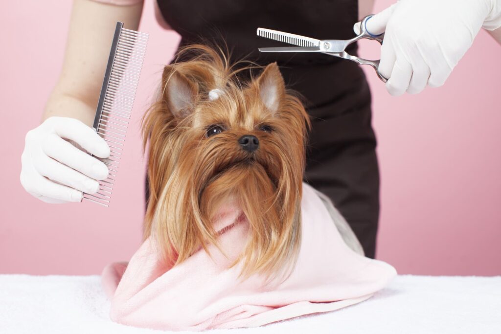 トリミングシザー　プロ仕様と初心者用　価格と性能